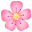 cherry blossom