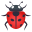 lady beetle