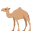 dromedary camel